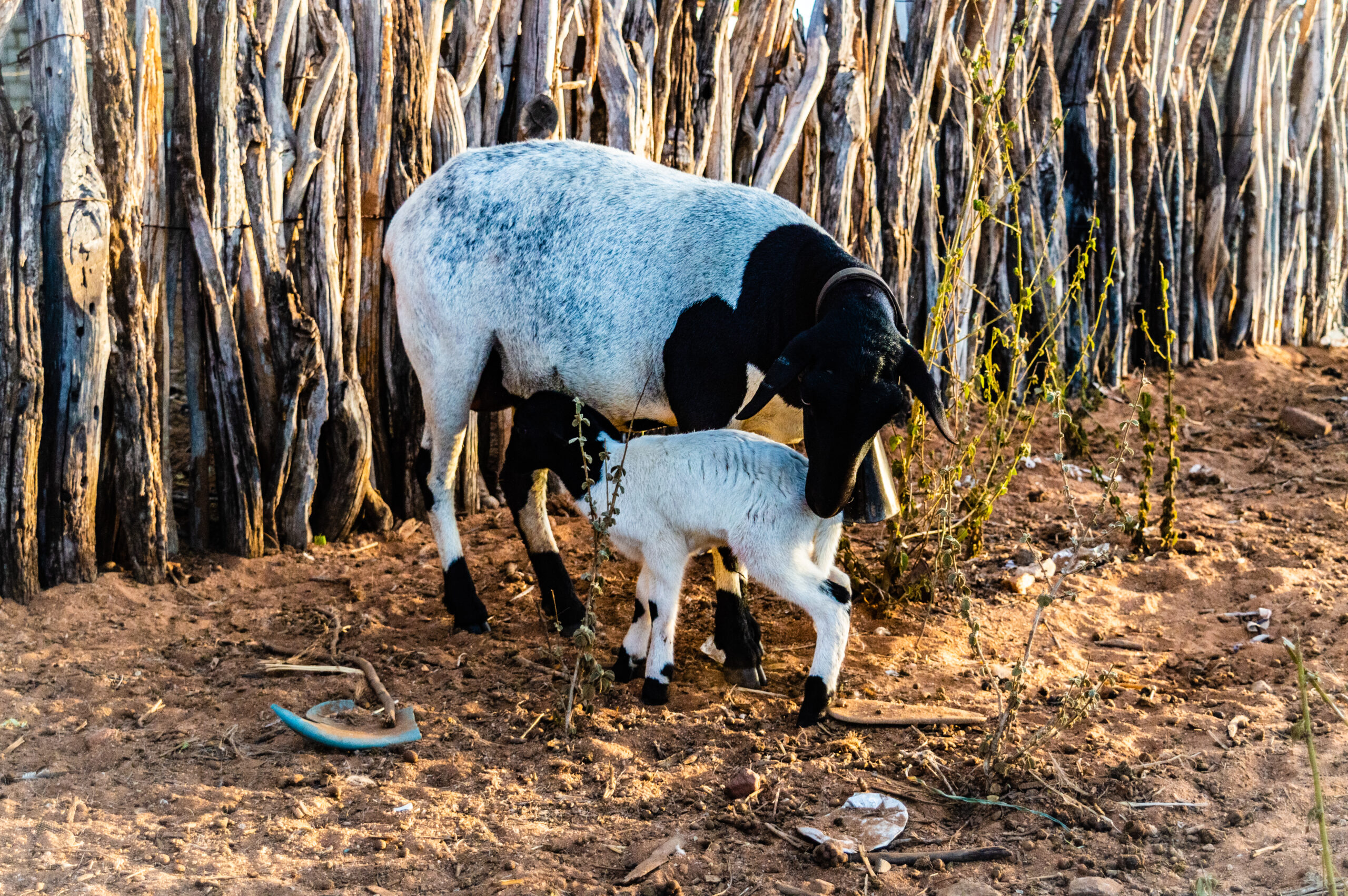 MÃE E FILHO