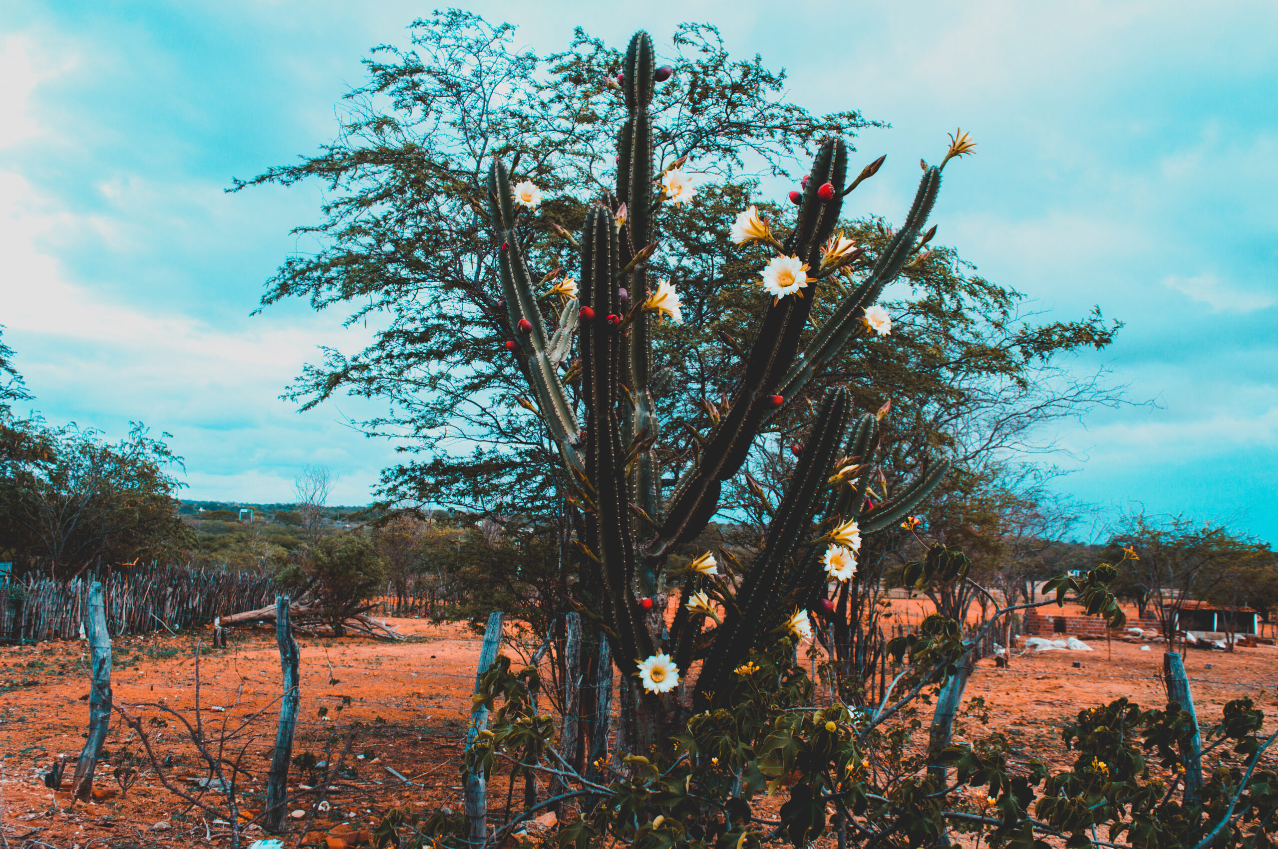 MANDACARU EM FLÔR