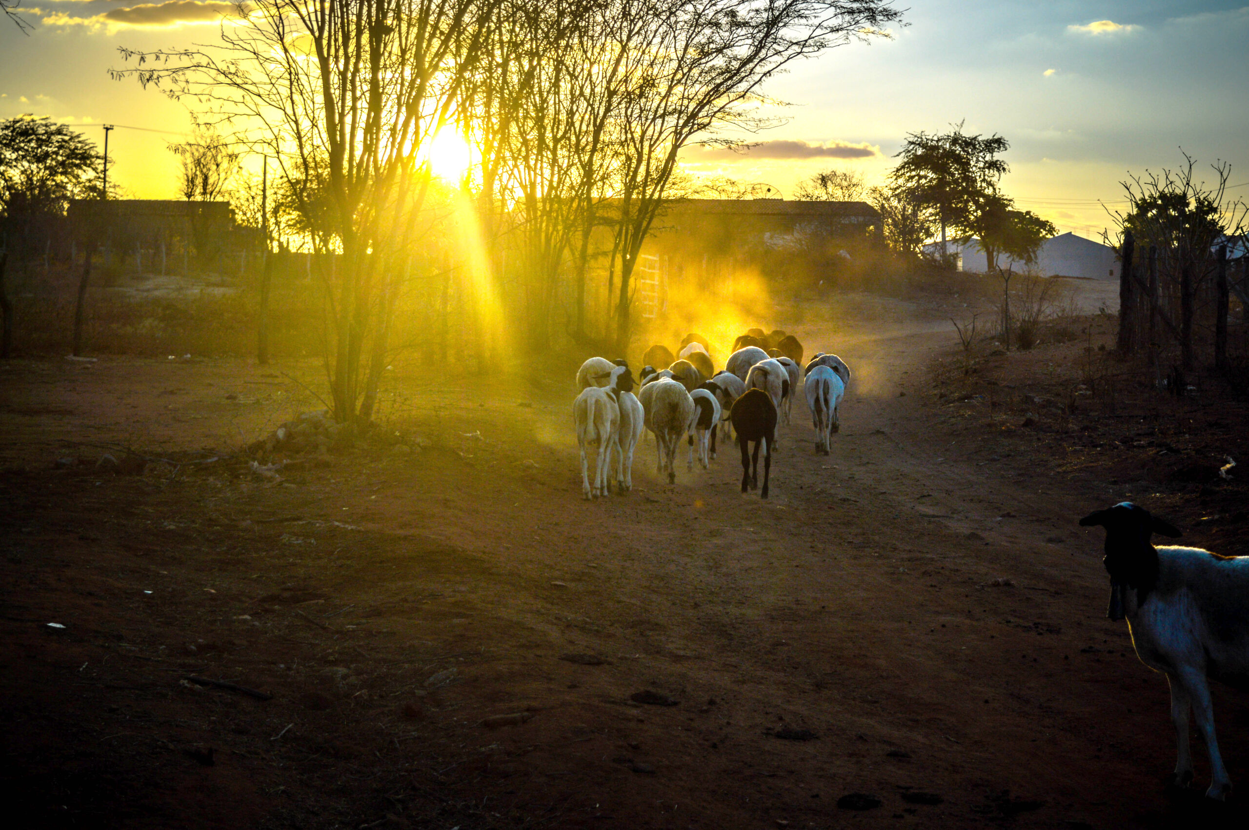 OVELHAS (2)